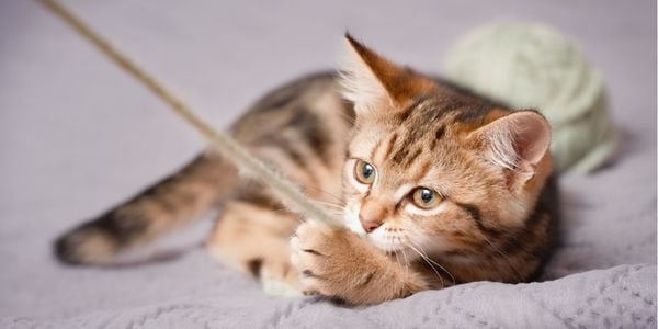 What to do clearance if cat eats string